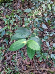 Ficus coronata