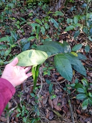 Ficus coronata