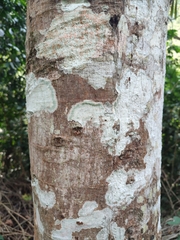 Pterocymbium tinctorium