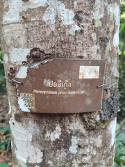 Pterocymbium tinctorium