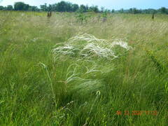 Stipa