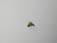 Microthyris lelex