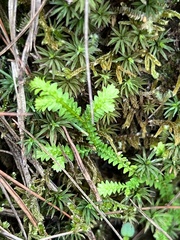 Selaginella uncinata