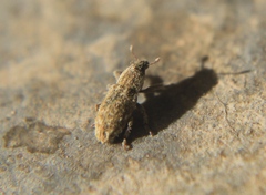 Microlarinus lareynii