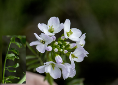 Cardamine dentata
