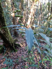 Alpinia arundelliana