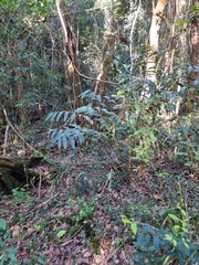 Alpinia arundelliana