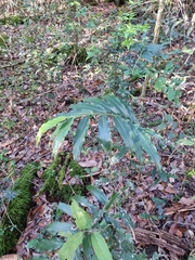 Alpinia arundelliana