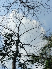 Pterocymbium tinctorium