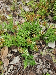 Crassula dependens