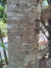 Pterocymbium tinctorium