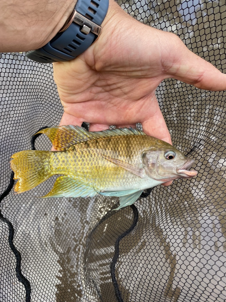 Athi River tilapia (Oreochromis spilurus) — Cichlidae