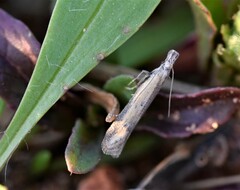 Mesophleps trinotella