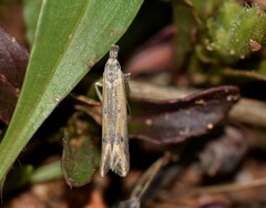 Mesophleps trinotella