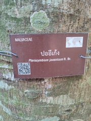 Pterocymbium tinctorium