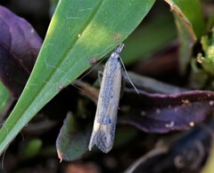 Mesophleps trinotella