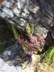 Erica lucida
