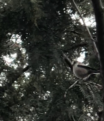Aegithalos caudatus