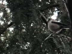 Aegithalos caudatus