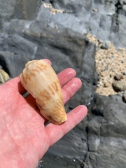 Amoria hunteri