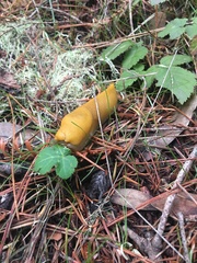 Ariolimax californicus