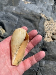 Amoria hunteri