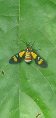Euchromia lethe