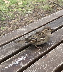 Passer domesticus