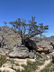 Widdringtonia wallichii