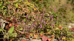 Elsholtzia splendens