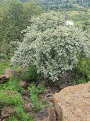 Brachylaena rotundata