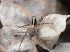 Pardosa lugubris