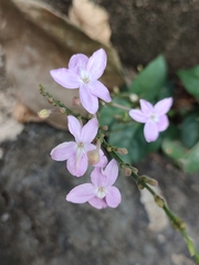 Pseuderanthemum variabile