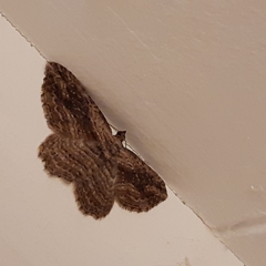 Chloroclystis filata