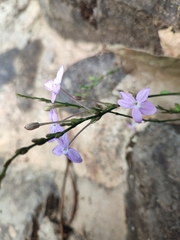 Pseuderanthemum variabile