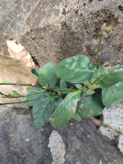 Pseuderanthemum variabile