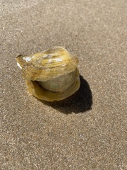 Pterioidea
