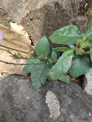 Pseuderanthemum variabile