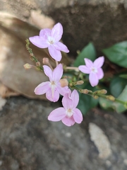 Pseuderanthemum variabile