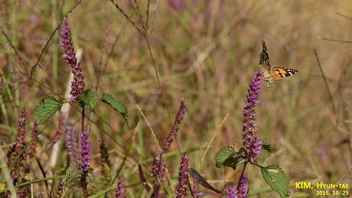 Elsholtzia splendens, photograph 1