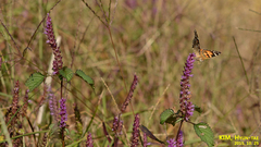 Elsholtzia splendens