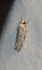 Philobota thiocrossa