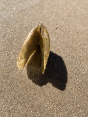 Pterioidea