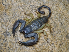 Hadogenes phyllodes