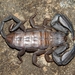 Cederberg Rock Scorpion - Photo (c) Paul Bester, some rights reserved (CC BY-NC), uploaded by Paul Bester