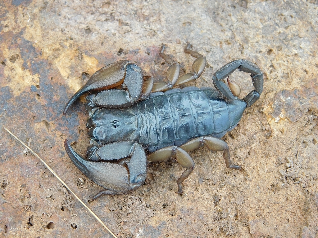 Zululand Rock Scorpion (Scorpions, Spiders, Ticks and Mites of the ...