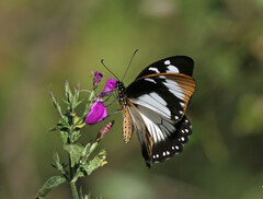 Papilio dardanus
