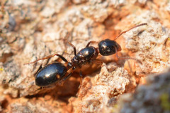 Dolichoderus quadripunctatus