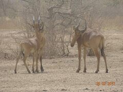 Alcelaphus buselaphus major