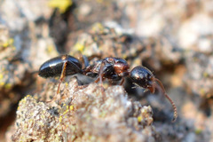 Dolichoderus quadripunctatus
